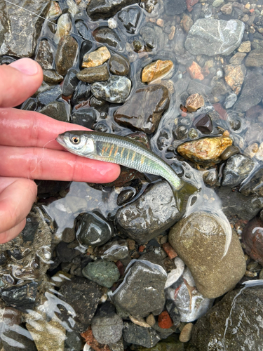 オイカワの釣果