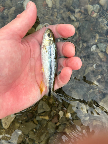 カワムツの釣果