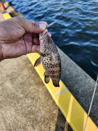 オオモンハタの釣果