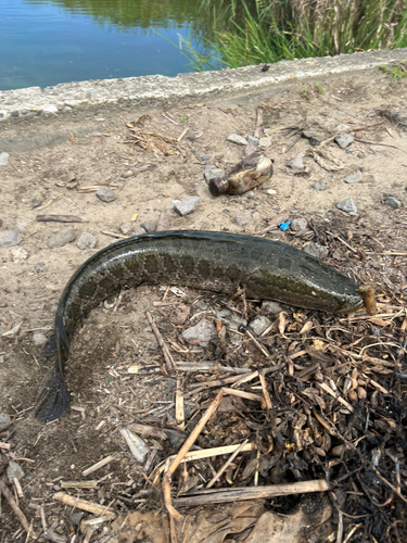 ライギョの釣果