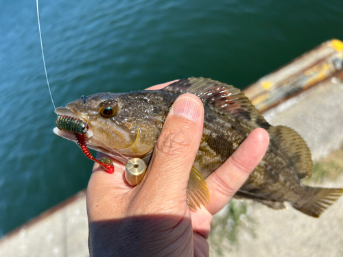 アイナメの釣果