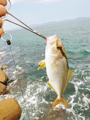 カンパチの釣果