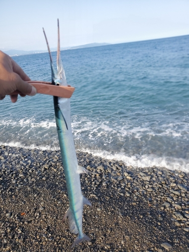 ダツの釣果