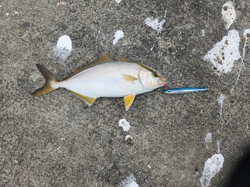 ショゴの釣果