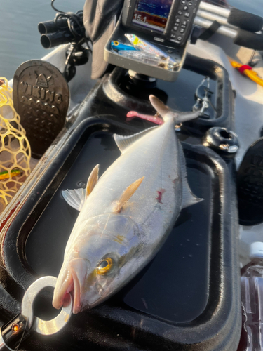 ショゴの釣果