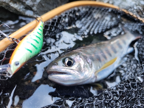 アマゴの釣果