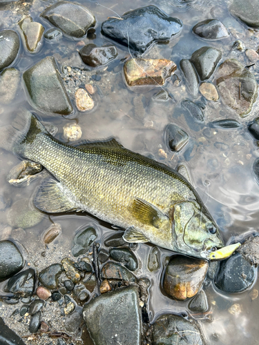 スモールマウスバスの釣果