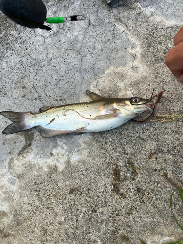 アメリカナマズの釣果