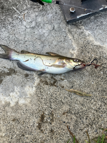 アメリカナマズの釣果