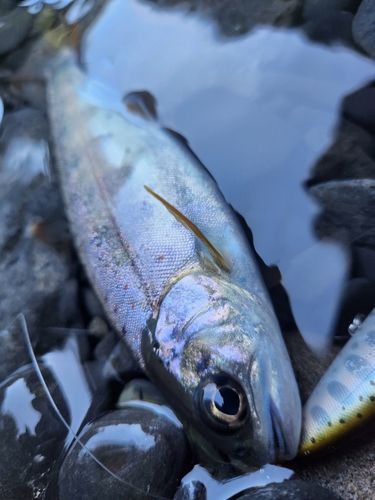 アマゴの釣果