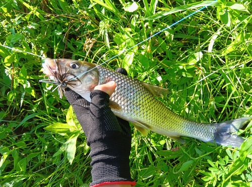 ニゴイの釣果