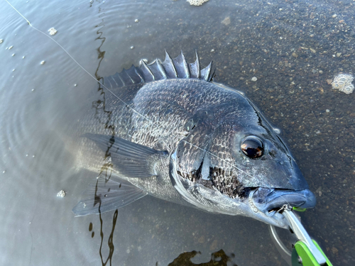 チヌの釣果