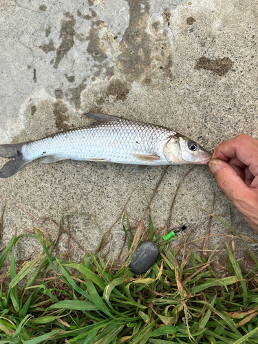 ニゴイの釣果