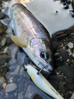 アマゴの釣果