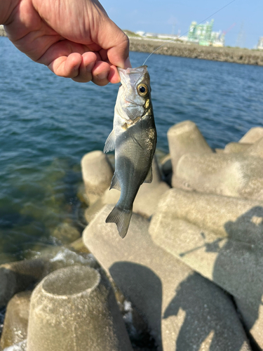 セイゴ（マルスズキ）の釣果