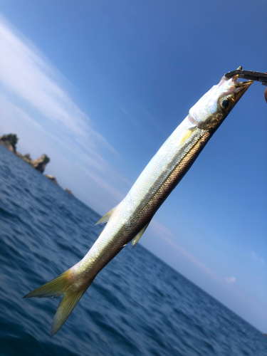 カマスの釣果