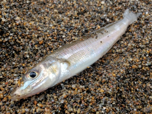 キスの釣果