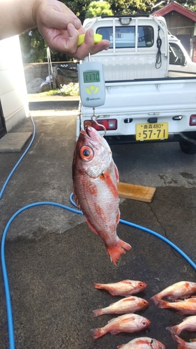 アカムツの釣果