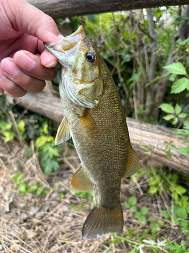 スモールマウスバスの釣果