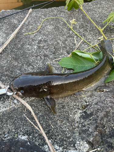 ニホンナマズの釣果