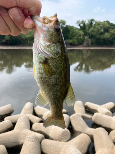 ラージマウスバスの釣果