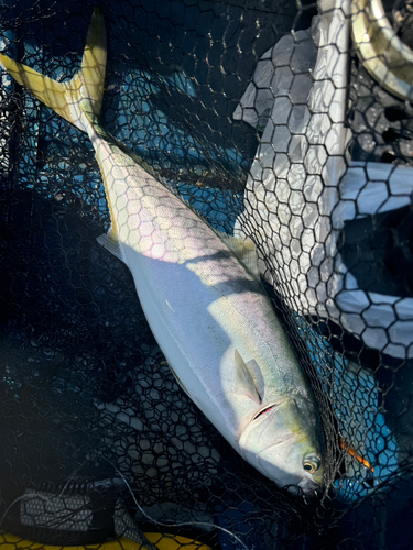 メジロの釣果