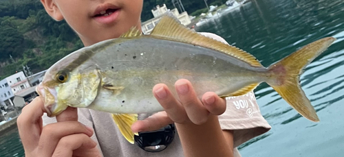 ショゴの釣果