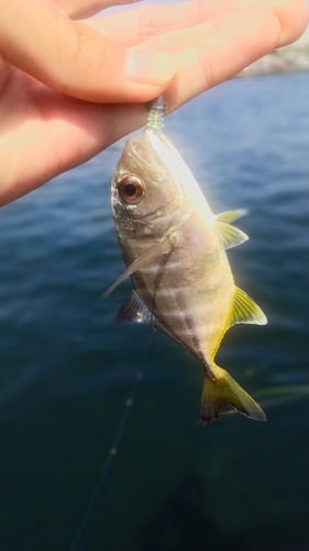 メッキの釣果