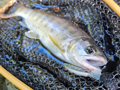 アマゴの釣果