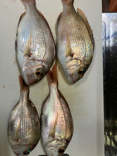 タイの釣果