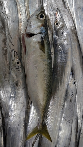 サバの釣果