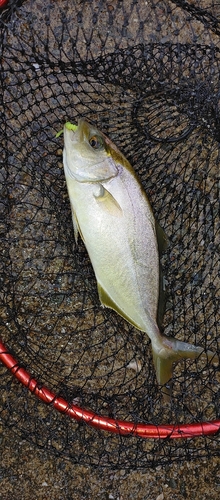 ショゴの釣果