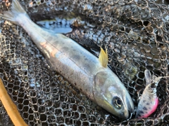 アマゴの釣果