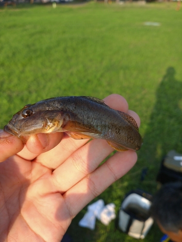 マハゼの釣果