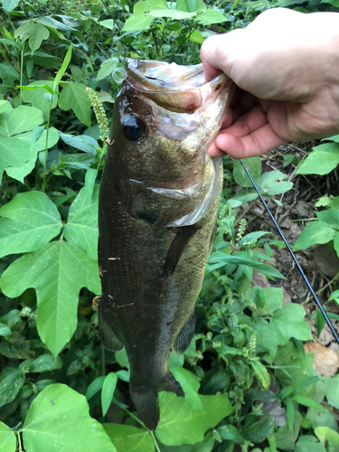 ブラックバスの釣果