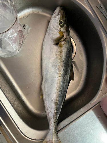 ヒラマサの釣果