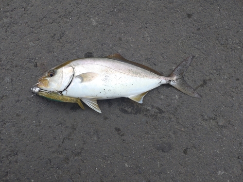 ショゴの釣果