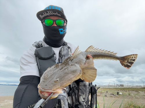 マゴチの釣果