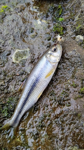 カワムツの釣果