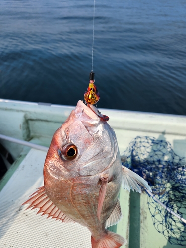 タイの釣果