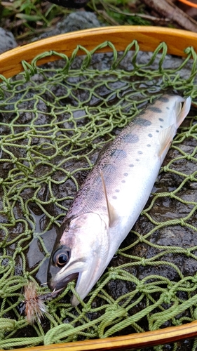 ヤマメの釣果