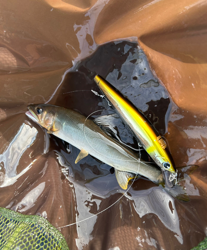 アユの釣果