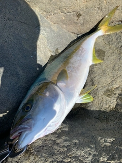 ヒラマサの釣果