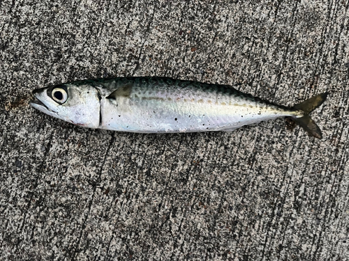 サバの釣果