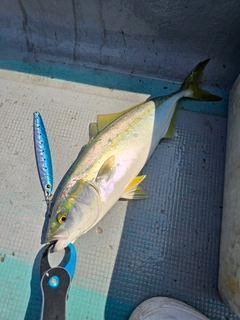 ヤズの釣果