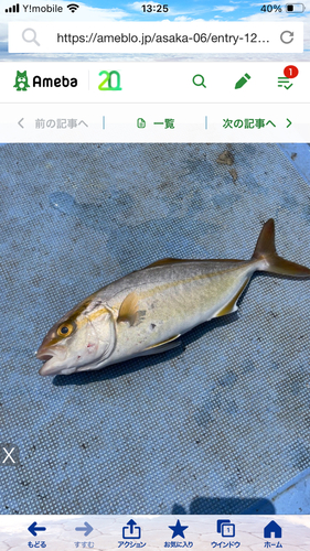 シオの釣果