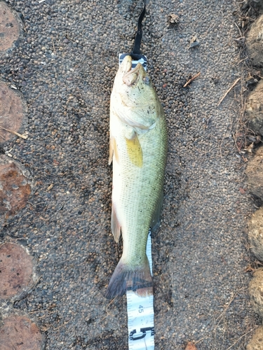 ブラックバスの釣果