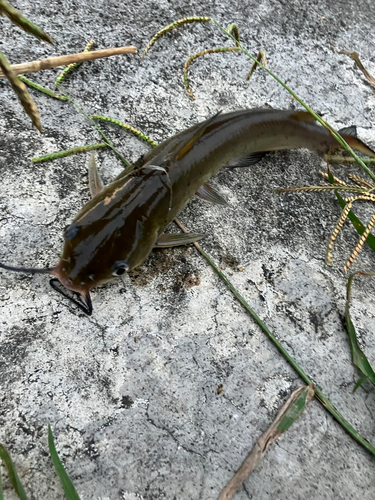 アメリカナマズの釣果