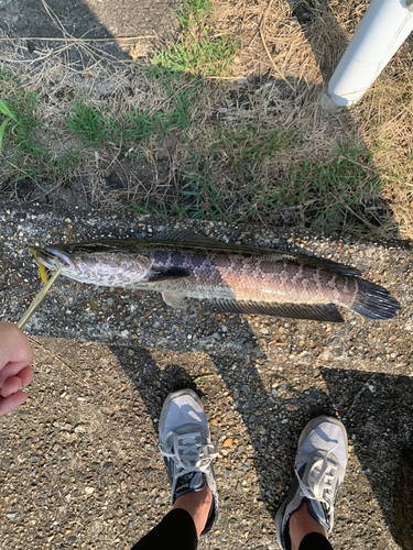 ライギョの釣果