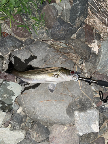 シーバスの釣果